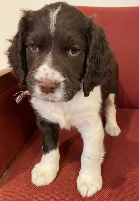 Springer Spaniel Puppies For Sale - Photo 3