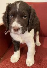 Springer Spaniel Puppies For Sale - Photo 3