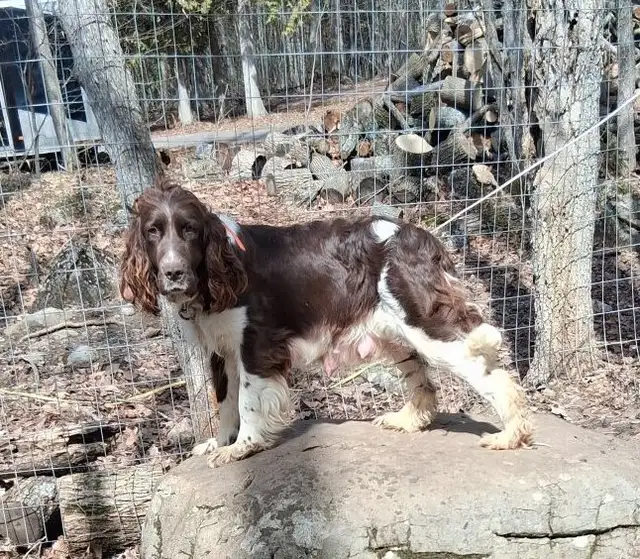 Springer Spaniel Puppies For Sale - Photo 4