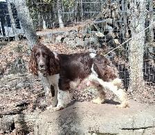 Springer Spaniel Puppies For Sale - Photo 4