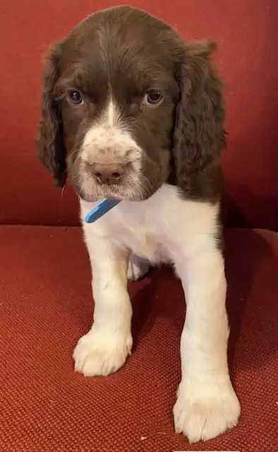 Springer Spaniel Puppies For Sale - Photo 6