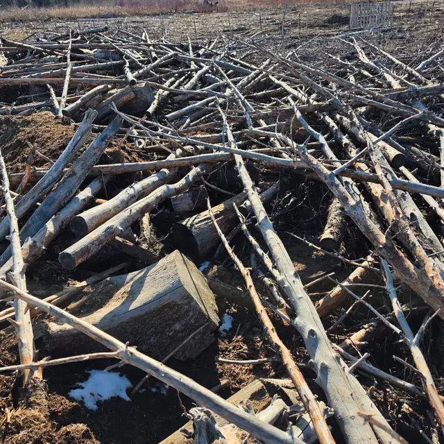 Uncut Firewood / logs