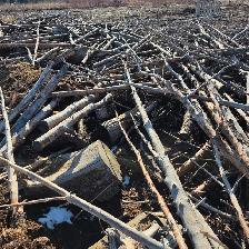 Uncut Firewood / logs