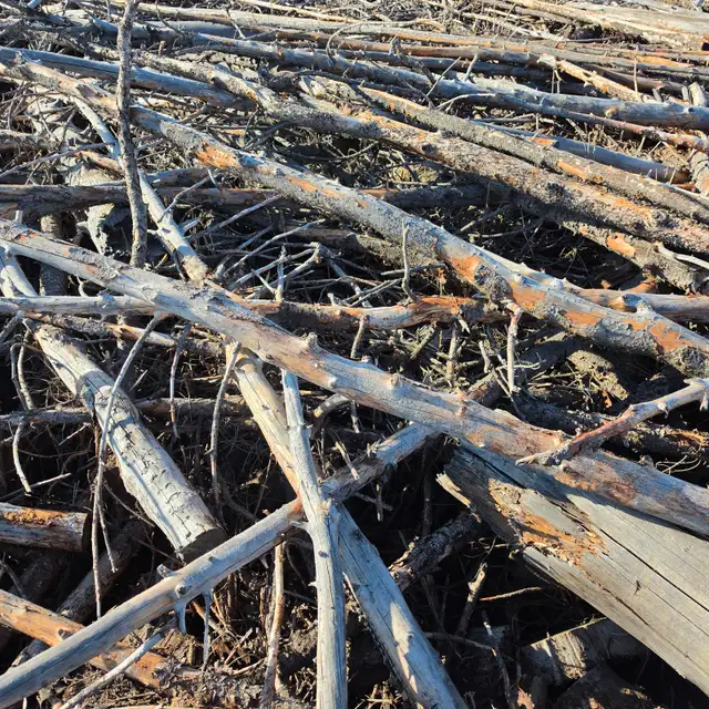 Uncut Firewood / logs - Photo 2