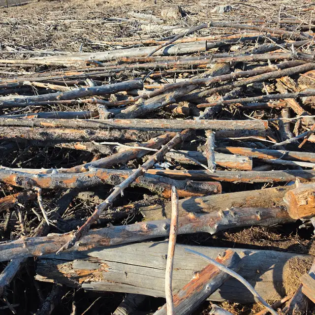 Uncut Firewood / logs - Photo 3