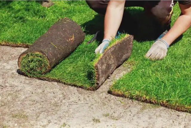 Sodding sod installation