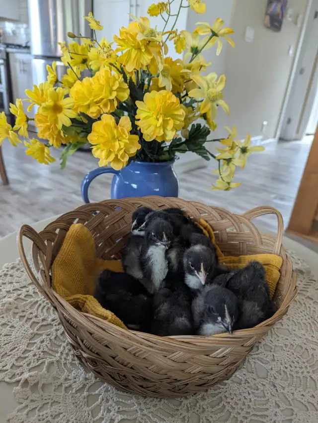 Chocolate Orpington Chicks