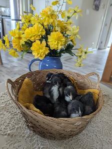 Chocolate Orpington Chicks
