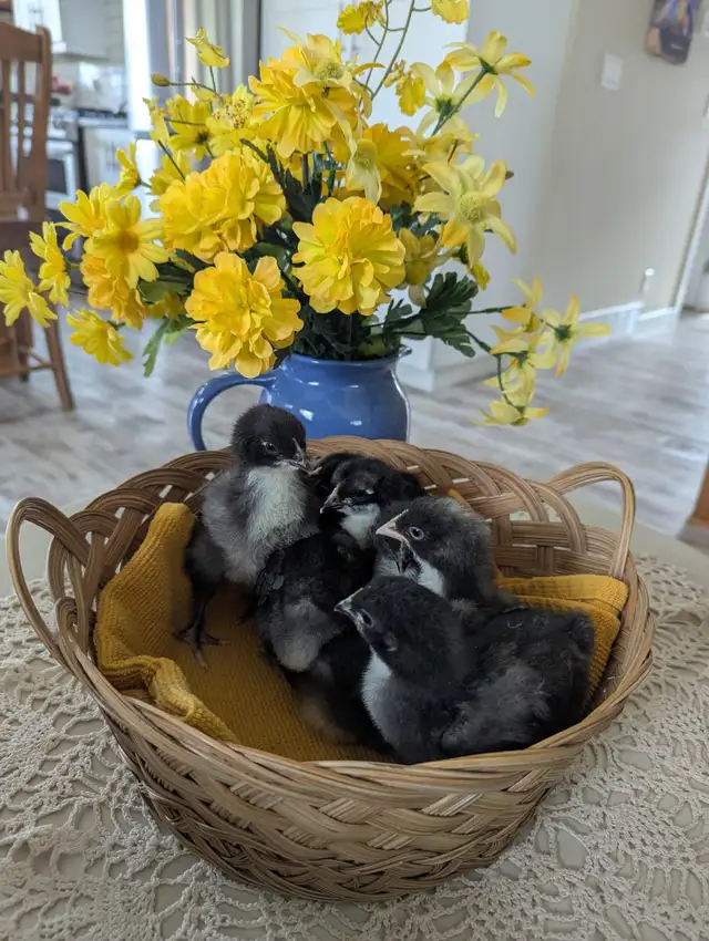 Chocolate Orpington Chicks - Photo 2