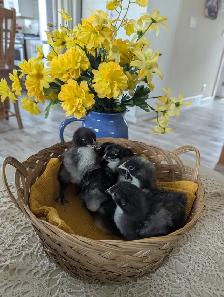 Chocolate Orpington Chicks - Photo 2