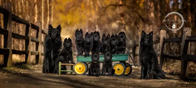 Belgian shepherd groenendael puppies
