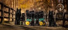 Belgian shepherd groenendael puppies