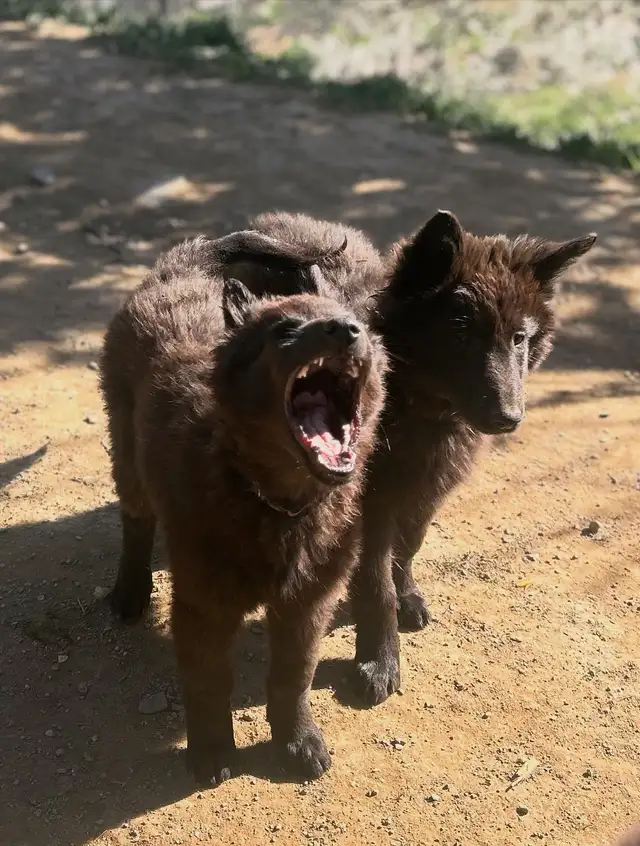 Belgian shepherd groenendael puppies - Photo 2