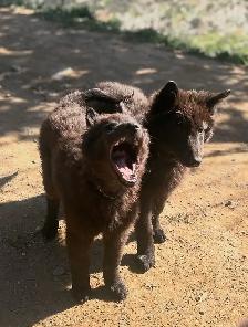 Belgian shepherd groenendael puppies - Photo 2