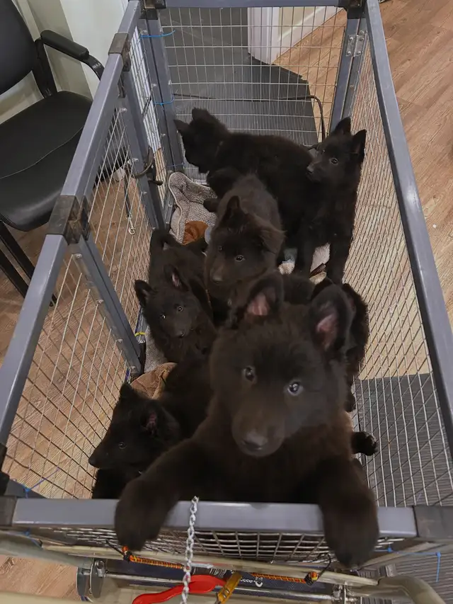 Belgian shepherd groenendael puppies - Photo 4