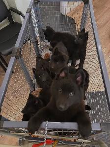 Belgian shepherd groenendael puppies - Photo 4