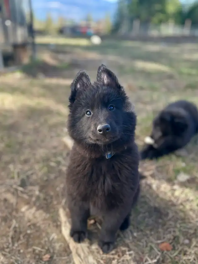 Belgian shepherd groenendael puppies - Photo 5