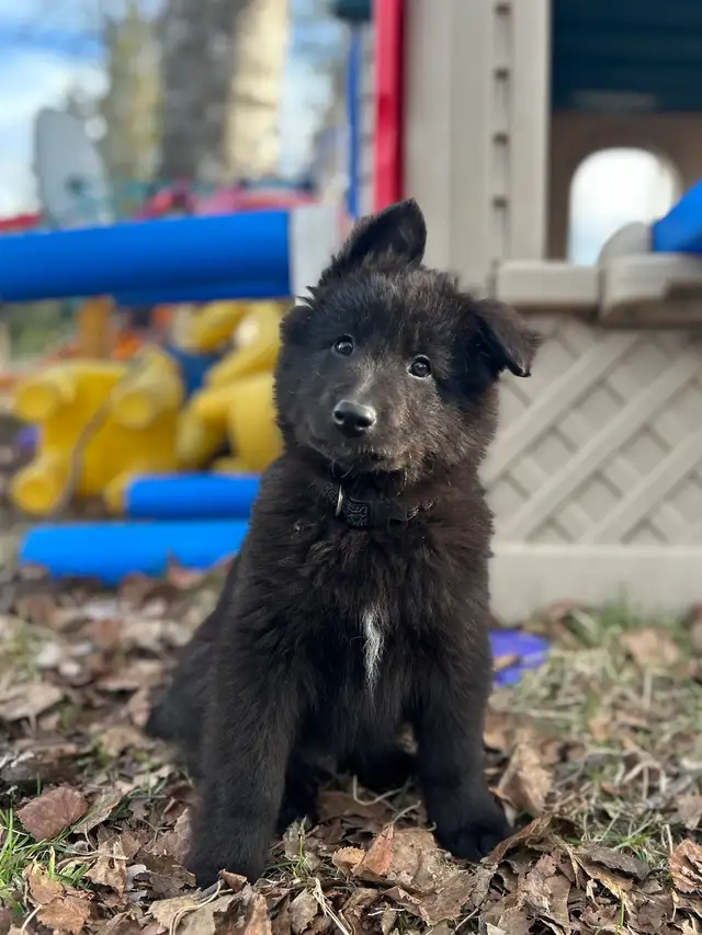 Belgian shepherd groenendael puppies - Photo 6