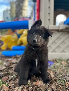 Belgian shepherd groenendael puppies - Photo 6