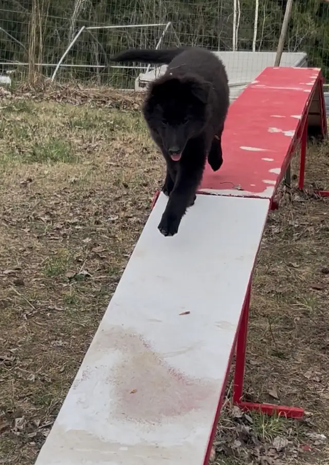 Belgian shepherd groenendael puppies - Photo 7