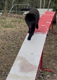 Belgian shepherd groenendael puppies - Photo 7