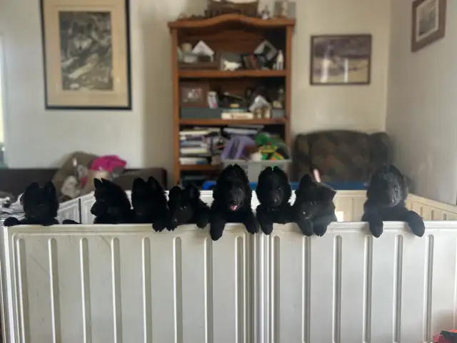 Belgian shepherd groenendael puppies - Photo 8