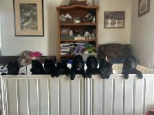 Belgian shepherd groenendael puppies - Photo 8