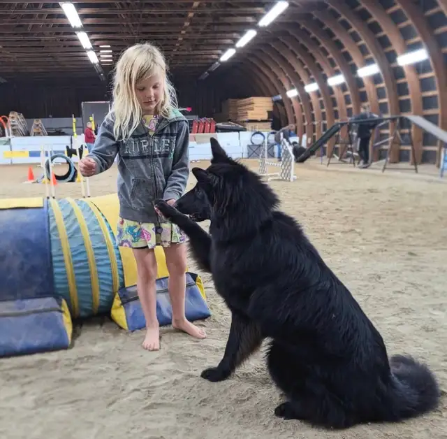 Belgian shepherd groenendael puppies - Photo 9