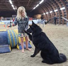 Belgian shepherd groenendael puppies - Photo 9