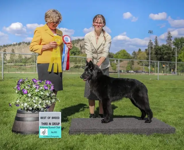 Belgian shepherd groenendael puppies - Photo 10