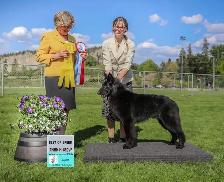 Belgian shepherd groenendael puppies - Photo 10