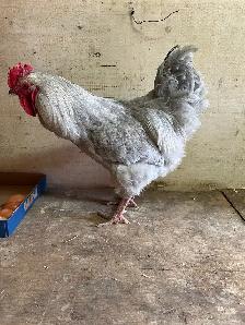 Gray rooster for sale