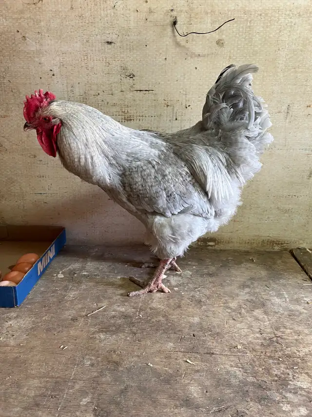 Gray rooster for sale - Photo 2