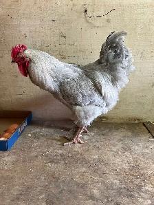 Gray rooster for sale - Photo 2