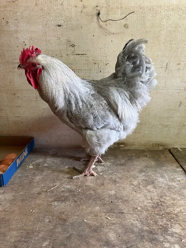 Gray rooster for sale - Photo 3