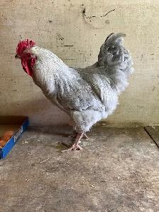 Gray rooster for sale - Photo 3