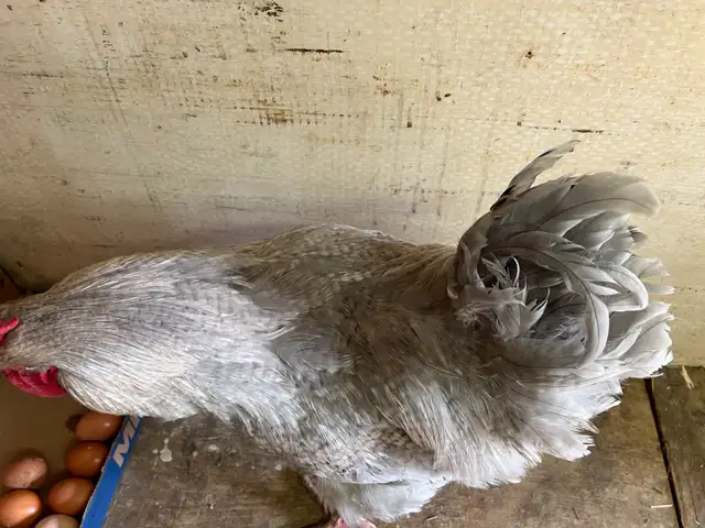 Gray rooster for sale - Photo 4
