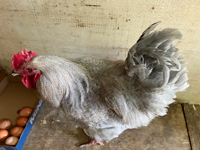 Gray rooster for sale - Photo 5