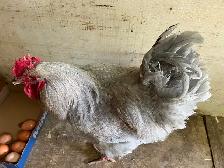 Gray rooster for sale - Photo 5