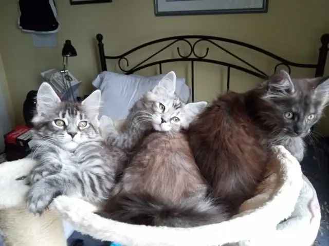Purebreed Maine Coon Kittens