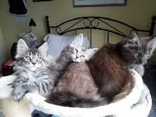 Purebreed Maine Coon Kittens