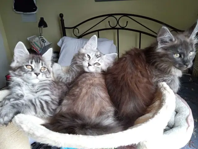 Purebreed Maine Coon Kittens - Photo 2