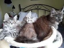 Purebreed Maine Coon Kittens - Photo 2