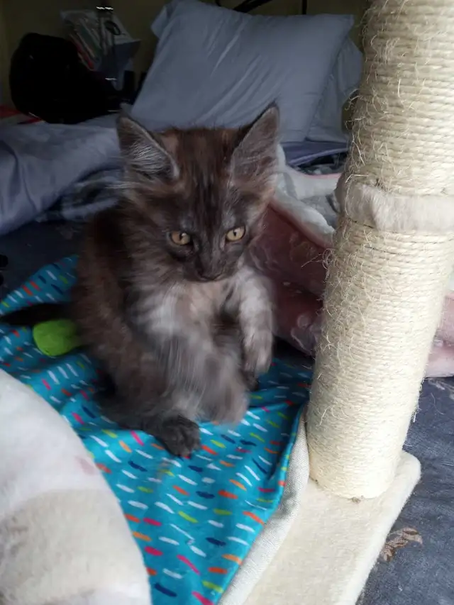 Purebreed Maine Coon Kittens - Photo 3