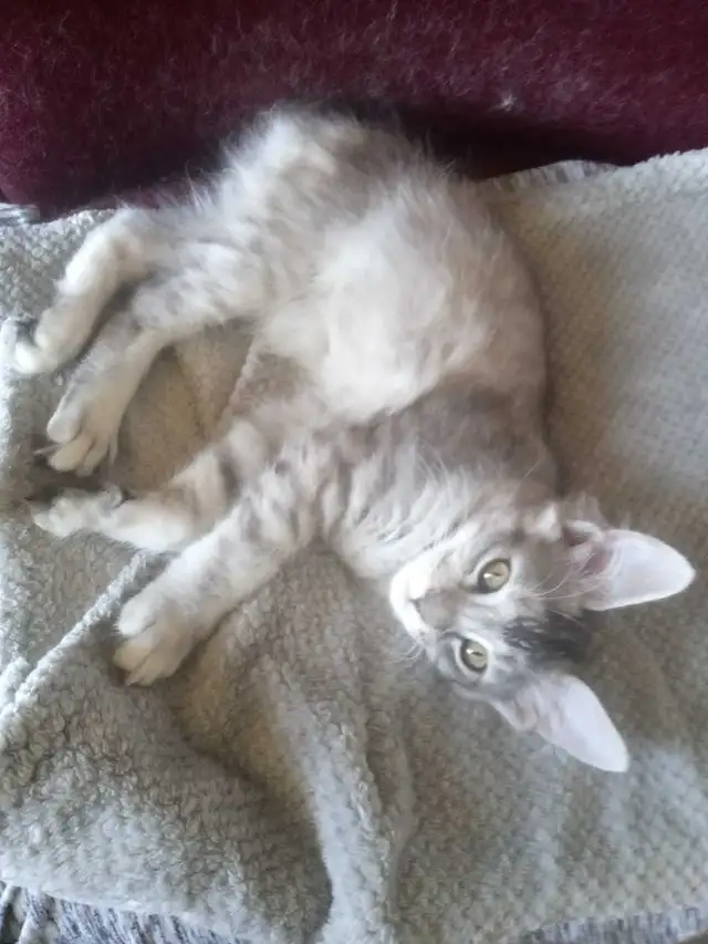 Purebreed Maine Coon Kittens - Photo 4