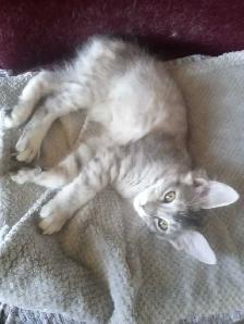 Purebreed Maine Coon Kittens - Photo 4