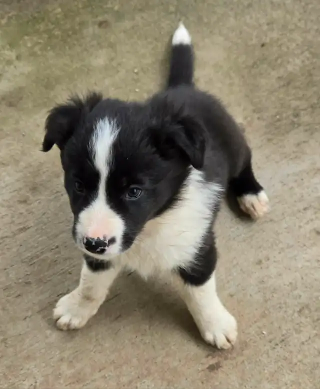 Border Collie Puppies