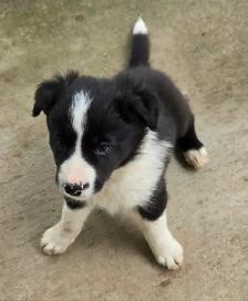 Border Collie Puppies