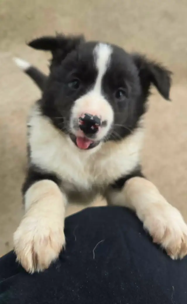 Border Collie Puppies - Photo 2