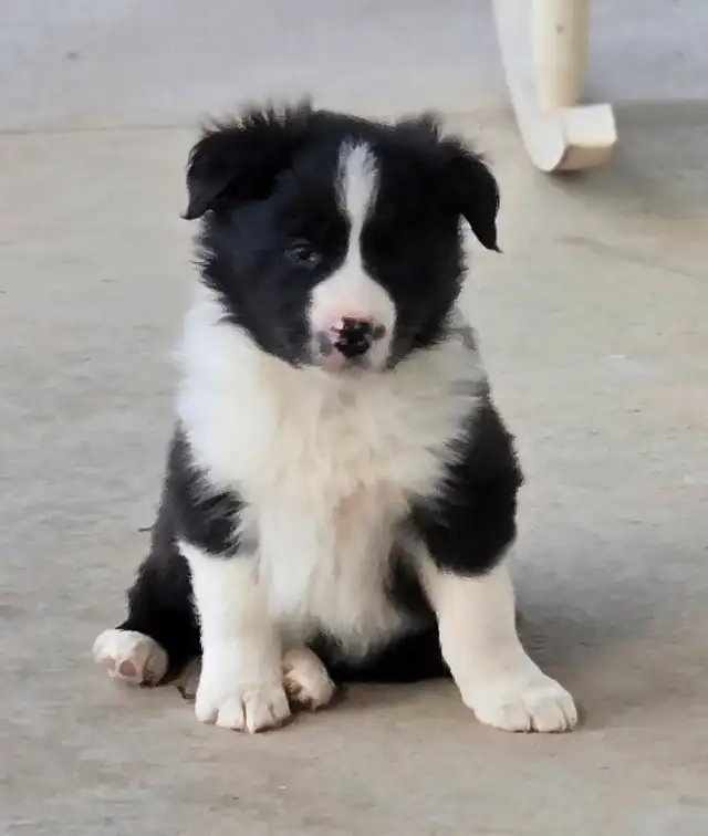 Border Collie Puppies - Photo 3